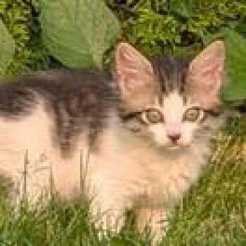 Kalyna Drive 5 -  Domestic Short Hair Cat for Adoption in Chilliwack, British Columbia - Kalyna Drive 5 | PetCurious