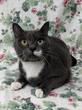 260769  Pickle -  Domestic Short Hair Cat for Adoption in Wetumpka, Alabama - 260769  Pickle | PetCurious