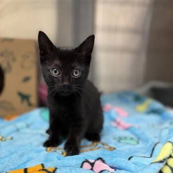 Domestic Short Hair Cats Available for Adoption in Salt Lake City, Utah - Ozzy | PetCurious