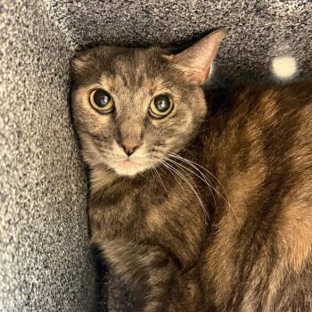 Kitty meow meow -  Domestic Short Hair Cat for Adoption in Reno, Nevada - Kitty Meow Meow | PetCurious