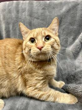 Domestic Short Hair Cats Available for Adoption in Alexandria, Minnesota - Jinu  | PetCurious