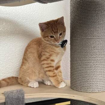 Tabby Cats Available for Adoption - Garfield - Male Kitten | PetCurious