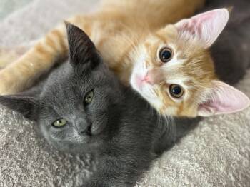 Poppy & Pebbles -  Russian Blue and Domestic Short Hair Cat for Adoption in Yorba Linda, California - Poppy & Pebbles | PetCurious