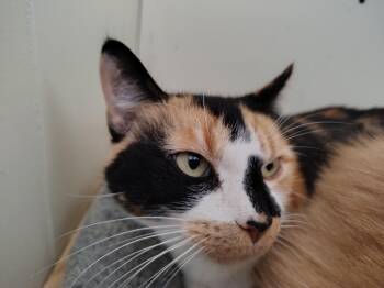 Cally -  Calico and Domestic Short Hair Cat for Adoption in Montour Falls, New York - Cally | PetCurious