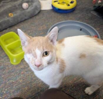 Sigma -  Domestic Short Hair Cat for Adoption in Winnipeg, Manitoba - Sigma | PetCurious
