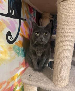 Domestic Short Hair Cats Available for Adoption in Temecula, California - Tasha | PetCurious