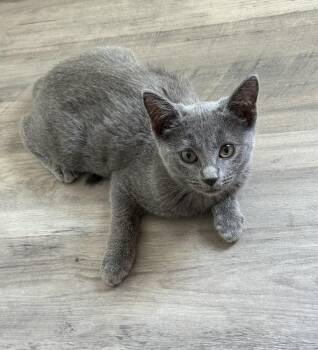 Rescue Russian Blue Cats for Adoption in NEW PT RICHEY, Florida - Shadow | PetCurious