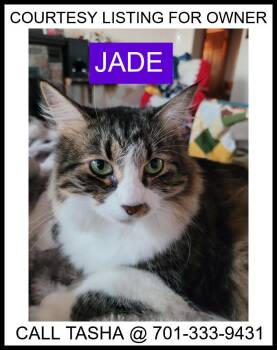 Domestic Medium Hair Cats Available for Adoption in Valley City, North Dakota - Jade - COURTESY LISTING | PetCurious