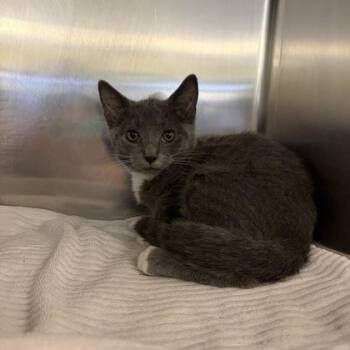 Imogen -  Domestic Short Hair Cat for Adoption in Richmond, Virginia - Imogen | PetCurious