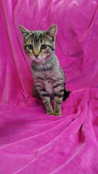 Jasmine -  Tabby and Domestic Short Hair Cat for Adoption in Murray, Kentucky - Jasmine | PetCurious