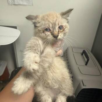 Oscar -  Domestic Medium Hair Cat for Adoption in Charleston, West Virginia - Oscar | PetCurious