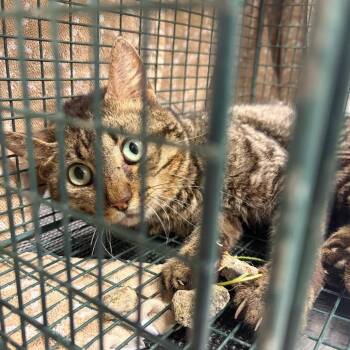 SAS-A-89836 -  Domestic Short Hair Cat for Adoption in Milton, Florida - SAS-A-89836 | PetCurious