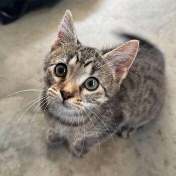 Potato -  Tabby and Domestic Short Hair Cat for Adoption in Tulsa, Oklahoma - Potato | PetCurious