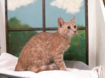 TITO -  Domestic Short Hair Cat for Adoption in Houston, Texas - TITO | PetCurious