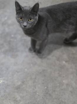 Smokey -  Domestic Short Hair Cat for Adoption in Salisbury, North Carolina - Smokey | PetCurious