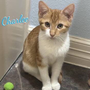 Charlee #sister-of-Cheetoh -  Tabby and Domestic Short Hair Cat for Adoption in Houston, Texas - Charlee #sister-of-Cheetoh | PetCurious