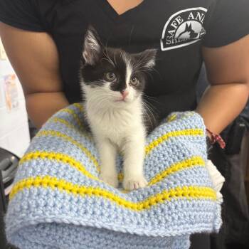 Imposter 29736 -  Domestic Short Hair Cat for Adoption in Middleburg, Florida - Imposter 29736 | PetCurious