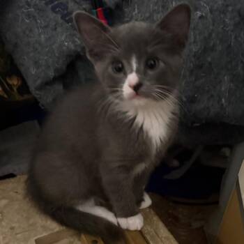 Domestic Short Hair Cats Available for Adoption in Las Vegas, Nevada - Luisa | PetCurious