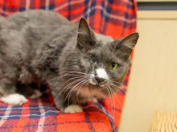 Plumeria -  Domestic Medium Hair Cat for Adoption in Republic, Washington - Plumeria | PetCurious