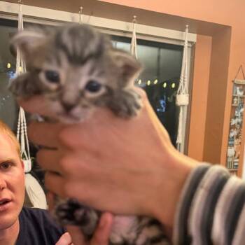 Gale -  Domestic Short Hair Cat for Adoption in Lewisville, Texas - Gale | PetCurious