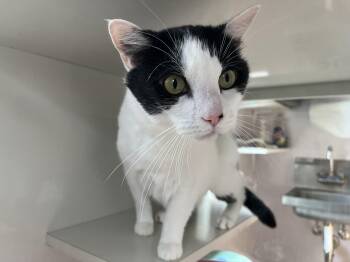 Pepper -  Domestic Short Hair Cat for Adoption in Salisbury, Massachusetts - Pepper | PetCurious
