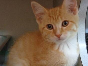 BISCOTTI -  Tiger Cat for Adoption in Delhi, New York - BISCOTTI | PetCurious