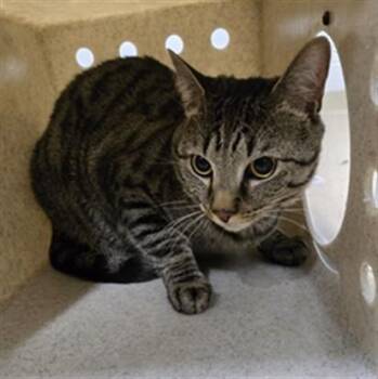 Domestic Short Hair Cats Available for Adoption - HELMSWORTH | PetCurious