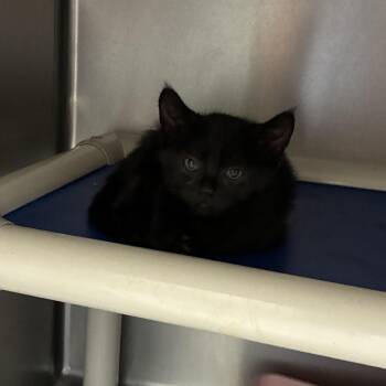 Tarjay -  Domestic Short Hair Cat for Adoption in Carencro, Louisiana - Tarjay | PetCurious