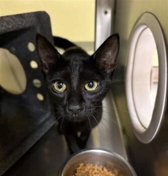 LINA -  Domestic Short Hair Cat for Adoption in Fort Myers, Florida - LINA | PetCurious