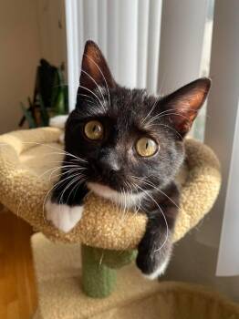 Domestic Short Hair and Tuxedo Cats Available for Adoption - Bella | PetCurious