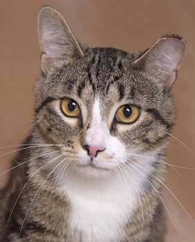 Xander -  Tuxedo and Tabby Cat for Adoption in Chicago, Illinois - Xander | PetCurious