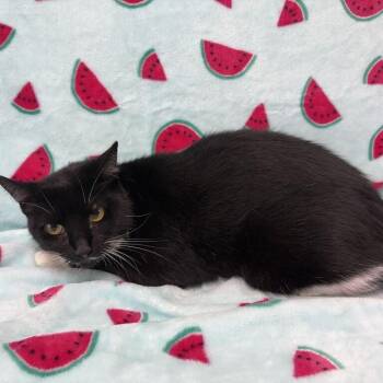 KiKa -  Domestic Short Hair Cat for Adoption in Valdosta, Georgia - KiKa | PetCurious
