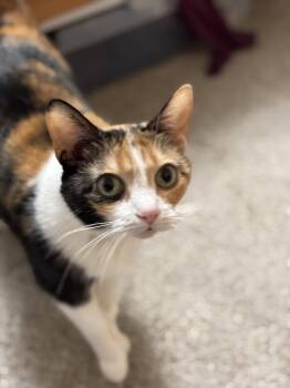 Domestic Short Hair and Calico Cats Available for Adoption in Walled Lake, Michigan - Mikah | PetCurious