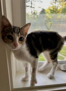 Passion -  Domestic Short Hair Cat for Adoption in Cumberland, Maine - Passion | PetCurious