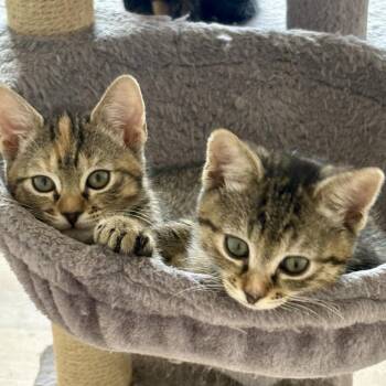 Domestic Short Hair Cats Available for Adoption in Temecula, California - Shortcake | PetCurious