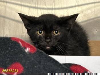 EDEN -  Domestic Short Hair Cat for Adoption in West Palm Beach, Florida - EDEN | PetCurious