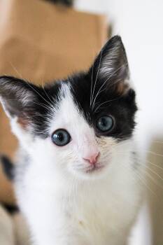 Lottie -  Domestic Short Hair Cat for Adoption in Chicago, Illinois - Lottie | PetCurious