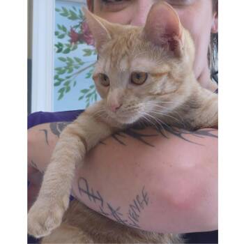 Brienne -  Tabby and Tiger Cat for Adoption in Clarksville, Virginia - Brienne | PetCurious