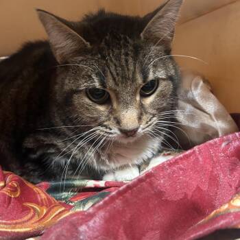 Domestic Short Hair Cats Available for Adoption - Raymondo | PetCurious