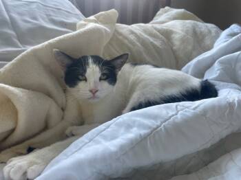 Rescue Domestic Short Hair Cats for Adoption - Perkins | PetCurious