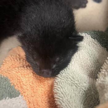 Domestic Short Hair Cats Available for Adoption in Harrisonburg, Virginia - 70766 | PetCurious