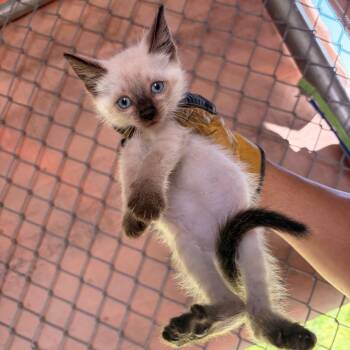 Risotto -  Domestic Short Hair Cat Available for Adoption in Edinburg, Texas - Risotto | PetCurious