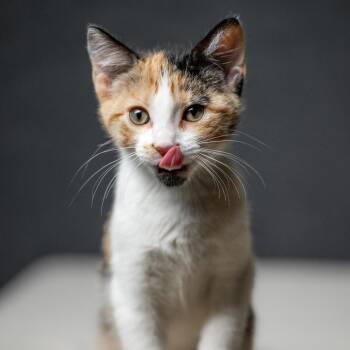 Ankylo C70165 -  Domestic Short Hair Cat for Adoption in Minnetonka, Minnesota - Ankylo C70165 | PetCurious