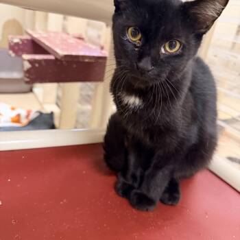 Minx -  Domestic Short Hair Cat for Adoption in Logan, Ohio - Minx | PetCurious