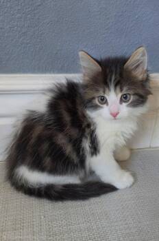 Sophie -  Domestic Medium Hair and Tabby Cat for Adoption in Campbell, California - Sophie | PetCurious