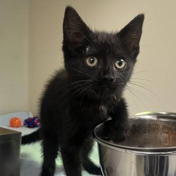 71087 -  Domestic Short Hair Cat Available for Adoption in Harrisonburg, Virginia - 71087 | PetCurious