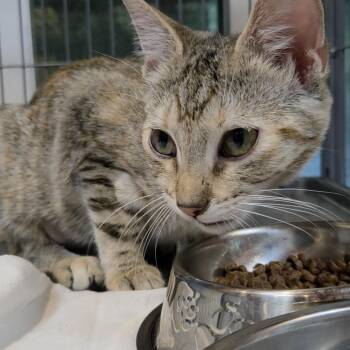 Cranberry -  Domestic Short Hair Cat for Adoption in Charleston, South Carolina - Cranberry | PetCurious