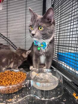 Robin -  Domestic Short Hair Cat for Adoption in Johnson City, Tennessee - Robin | PetCurious