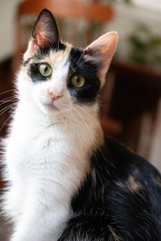 Rescue Domestic Short Hair Cats for Adoption in Bellmawr, New Jersey - Ford | PetCurious