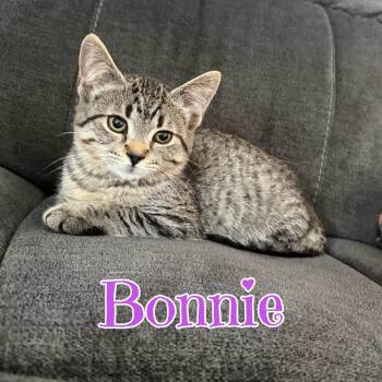 BONNIE -  Domestic Short Hair Cat for Adoption in Schnecksville, Pennsylvania - BONNIE | PetCurious